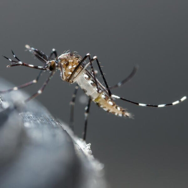 Mosquio image